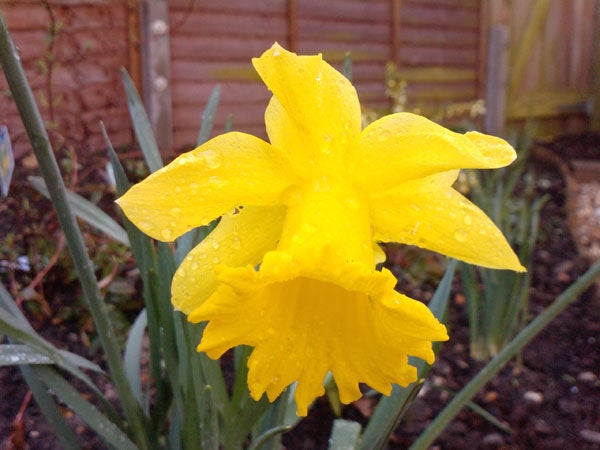 Yellow daffodil with raindrops in a garden.