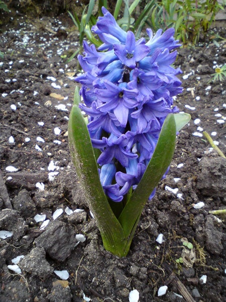 Sony Ericsson C510 photo sample of a purple hyacinth.