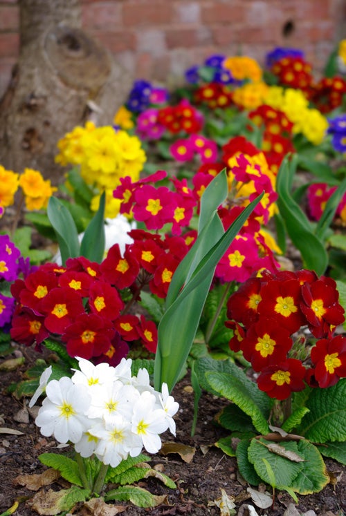 Vivid close-up photo of colorful garden flowers