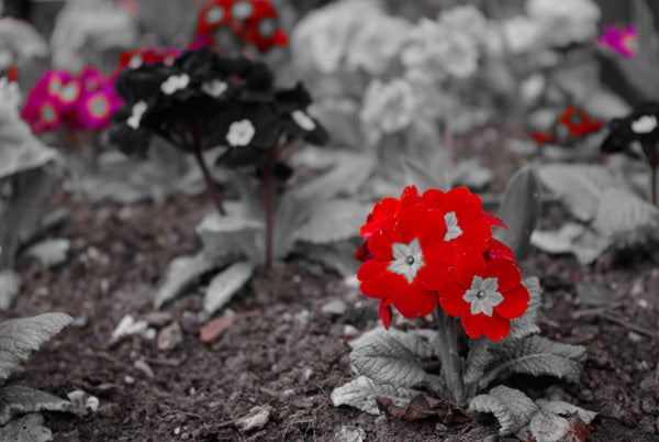 Vibrant flowers showcasing Pentax K-m DSLR color reproduction.Selective color photo of red flowers, rest in grayscale.