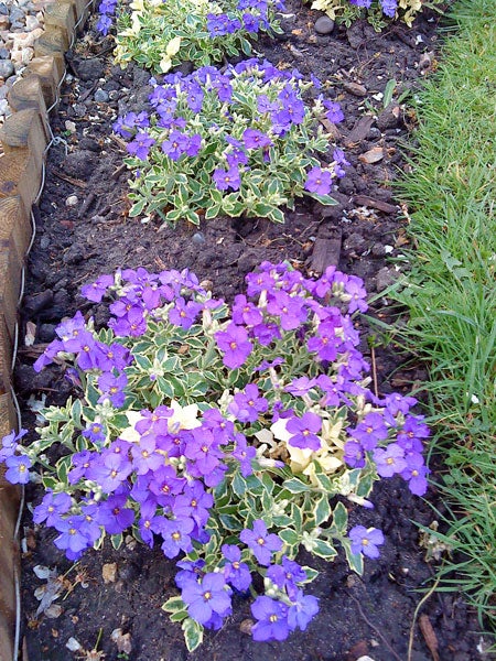 Purple flowers blooming in a garden bed.
