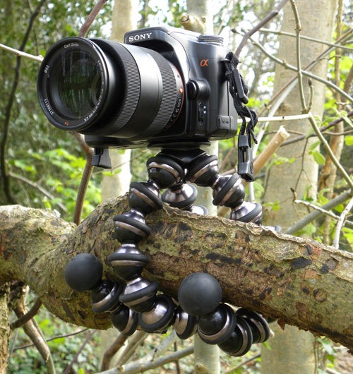 Sony camera mounted on Joby Gorillapod on a tree branch.