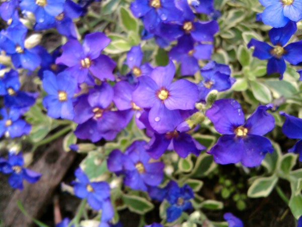 Close-up of vibrant blue flowers with green leaves