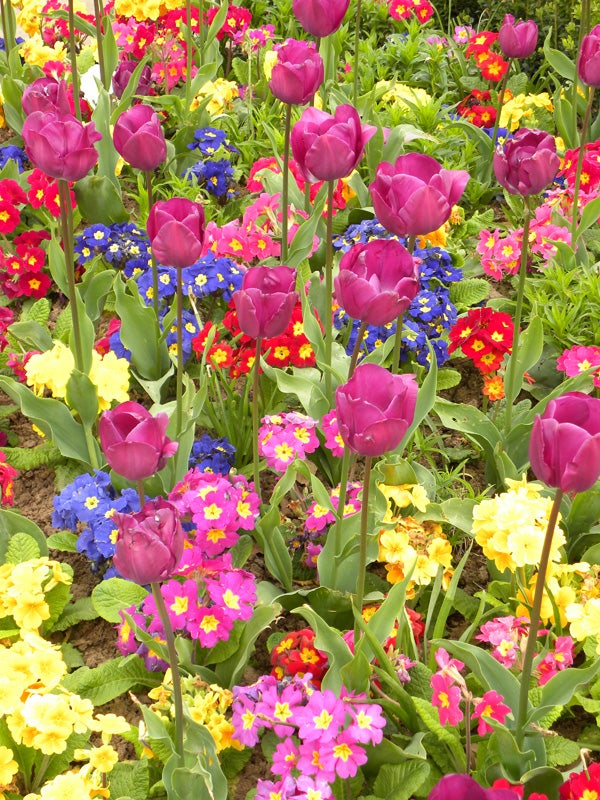 Vibrant garden of tulips and mixed flowers, possible Nikon P90 image.