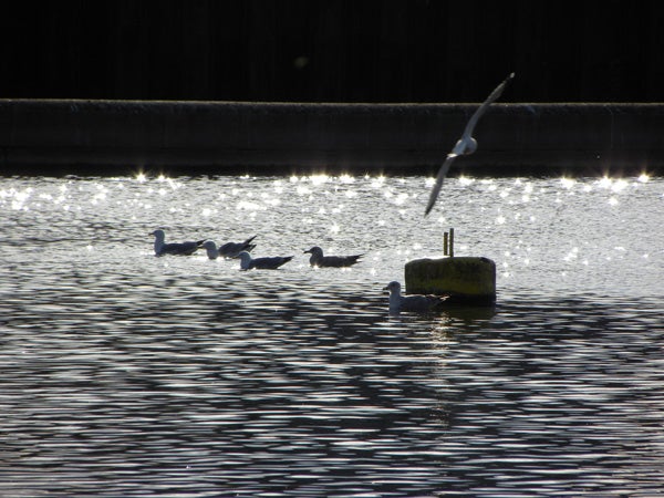 Photo of birds on water taken with Nikon Coolpix P90.