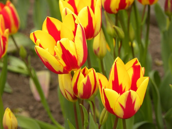 Vibrant red and yellow tulips captured with Nikon Coolpix P90.Vibrant garden of tulips and mixed flowers, possible Nikon P90 image.