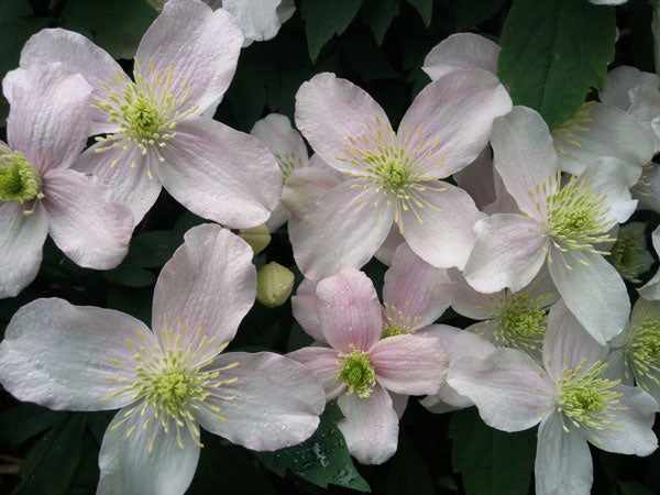 Pale pink clematis flowers with green foliage background.