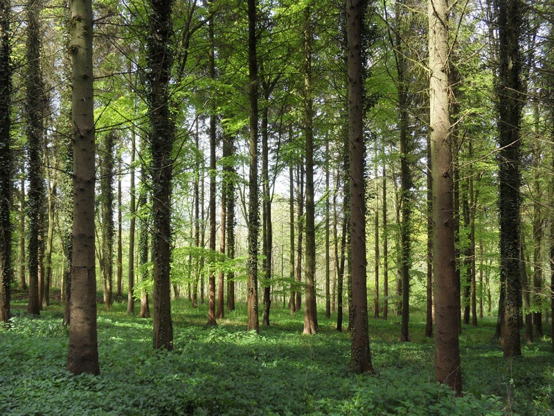Forest scene with tall trees and green underbrush.