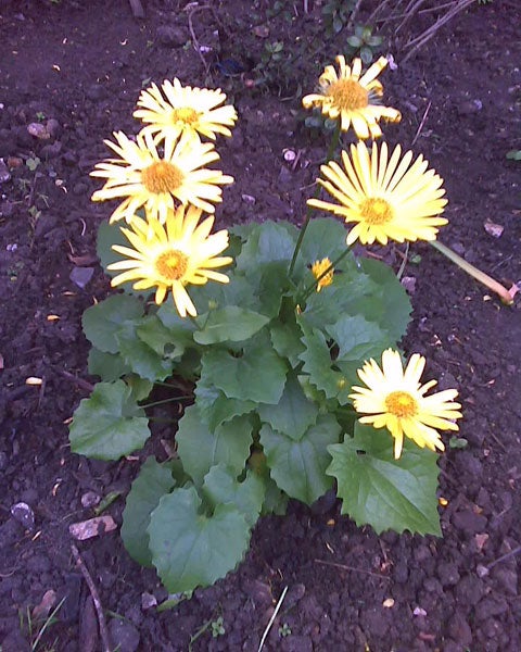 Photo of yellow flowers taken with Nokia 7100 Supernova.