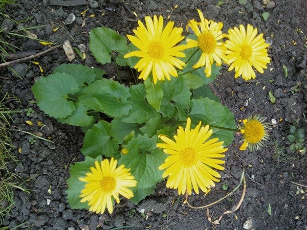 Yellow flowers with green leaves on soil background.