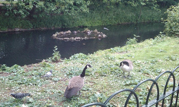 Geese and pigeons by a riverside with greenery