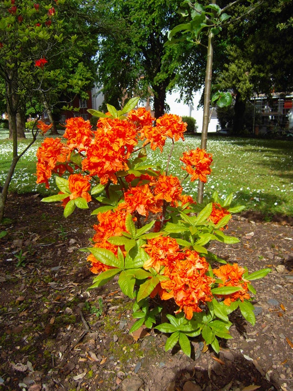 Vibrant orange flowers captured by Samsung NV100HD camera.