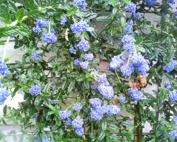 Blue flowers on a shrub with green leaves against a fence.