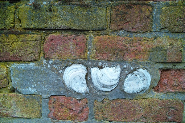 Three seashells embedded in a brick wall.