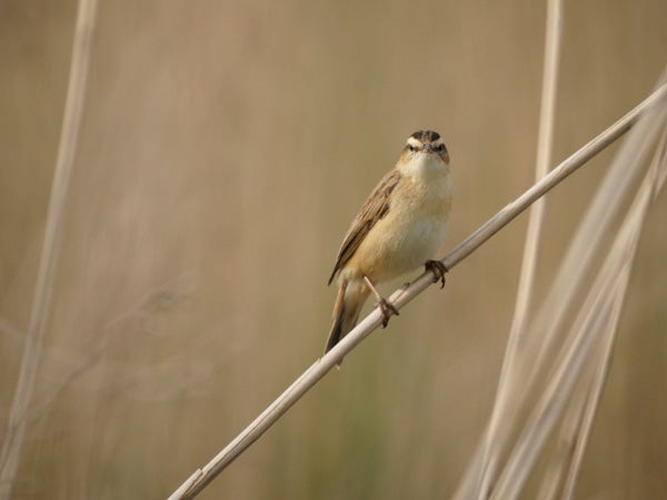 Bird on a twig in a field, shallow depth of field