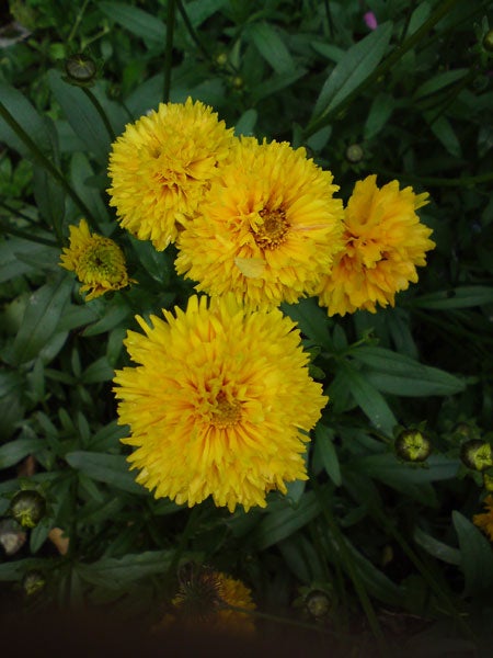 Photo of yellow flowers taken with Sony Ericsson C903.