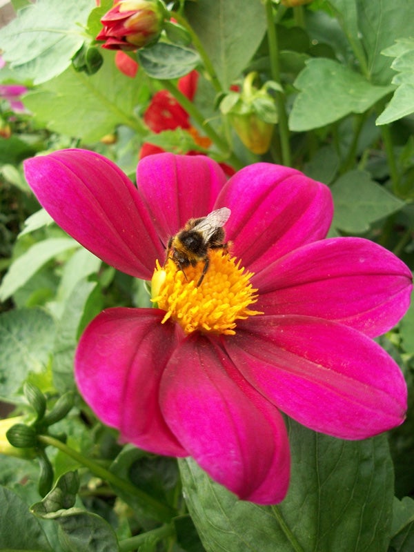 Bee collecting pollen on a vibrant pink flower