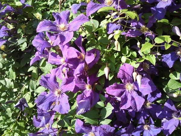 Purple clematis flowers blooming on green foliage.