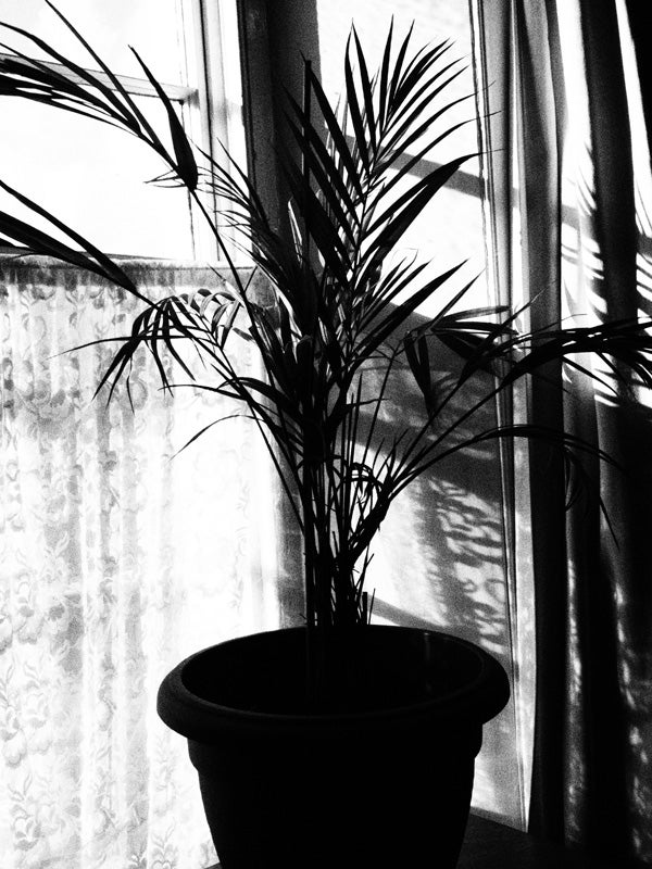 Black and white photo of a potted plant by a window.