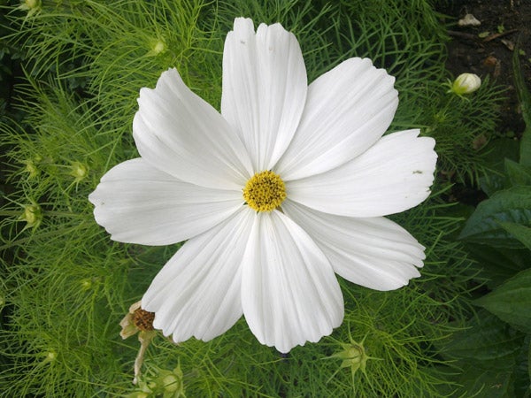 White cosmos flower with green foliage background.