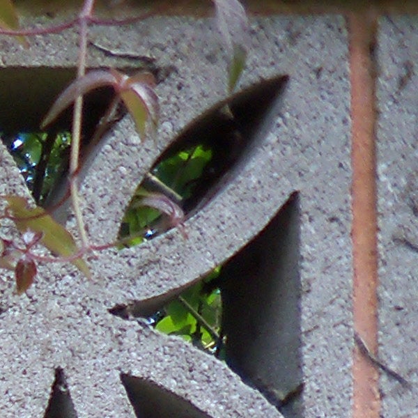 Close-up of foliage through cinder block holes taken by Kodak EasyShare M380