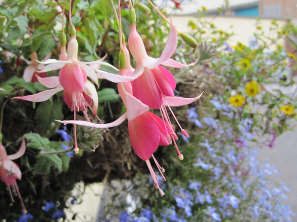 Close-up of fuchsia flowers with floral background.