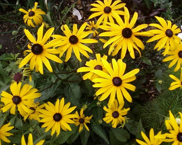 Yellow and brown flowers in a garden.