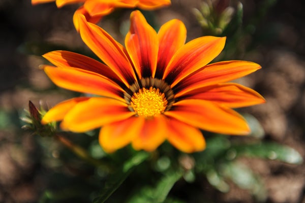 Vibrant orange flower captured with Nikon D3x camera.