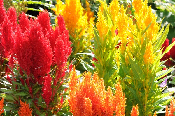 Vibrant red and yellow celosia flowers in bright sunlight.