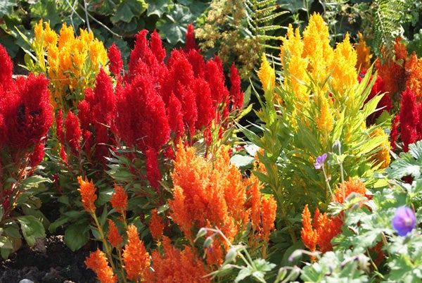 Vibrant red and orange celosia flowers in sunlight.