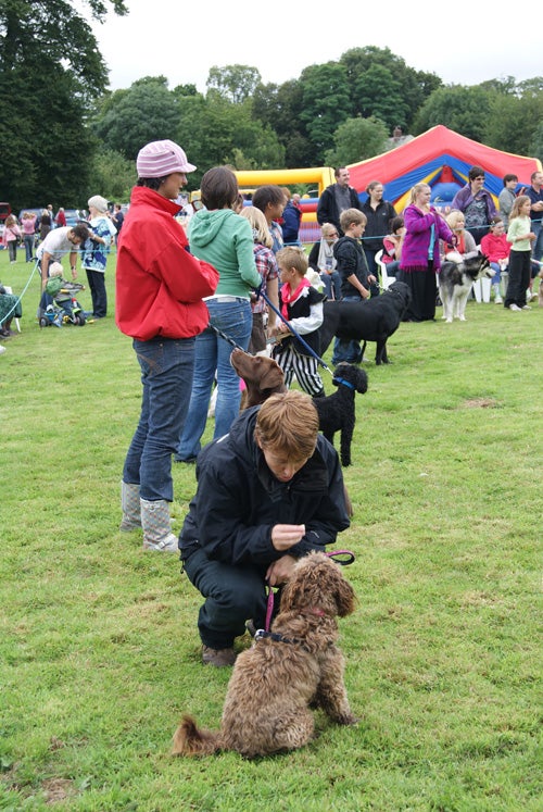 People and dogs at an outdoor community event