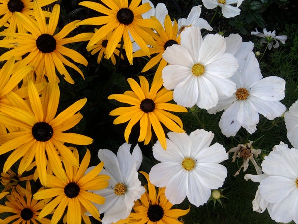 Yellow and white flowers in a garden.