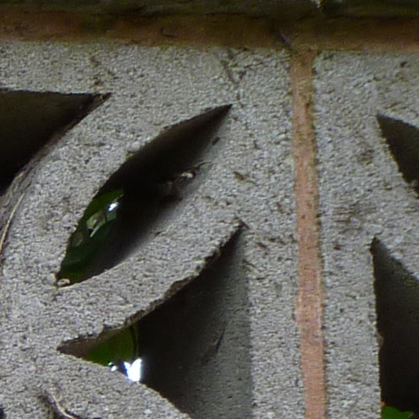 Close-up of leaves through decorative concrete blocks, low light.