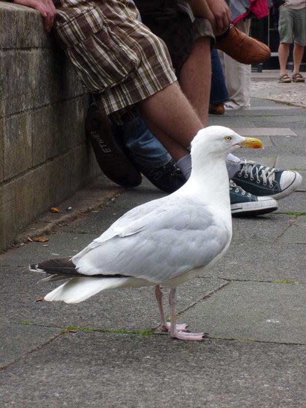 Seagull standing on pavement with people in background.