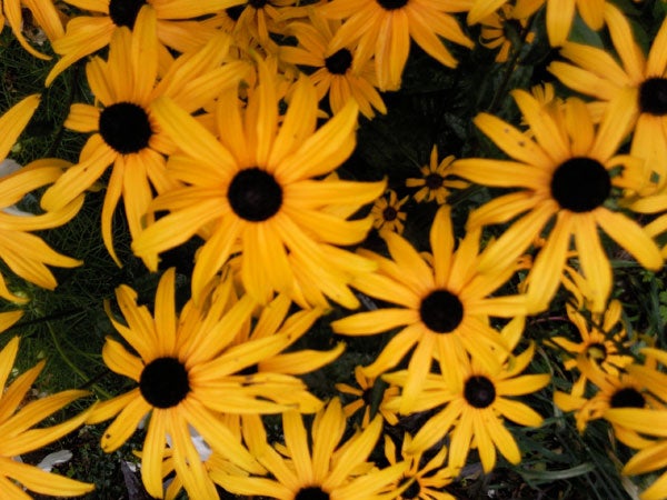 photo of yellow flowers, possible camera test.