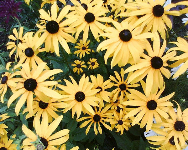 Yellow and black flowers, likely taken with a camera phone.