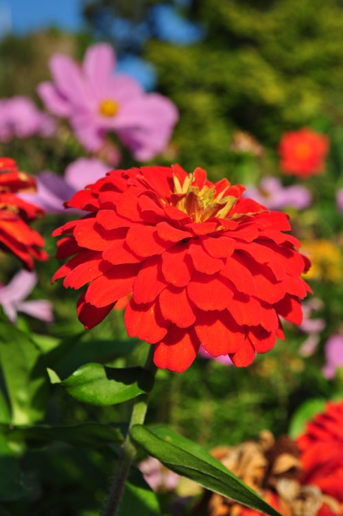 Vibrant red flower captured with Nikon D5000 SLR camera.
