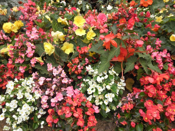 Colorful flower bed captured by Olympus mju-7010 camera.
