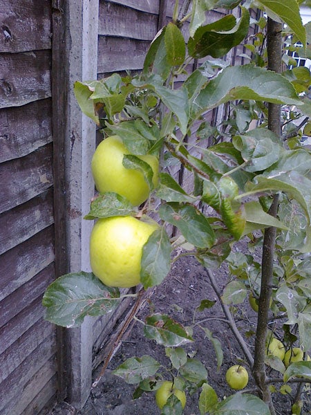 Apple tree with ripe fruit against wooden fence