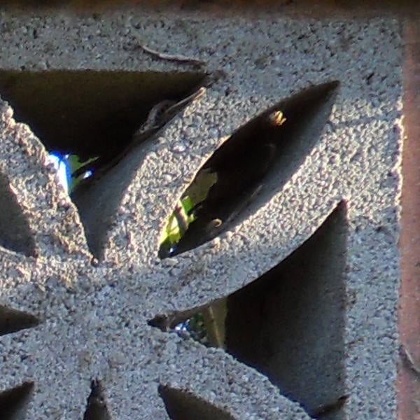Close-up of intricate decorative stonework with a leafy background.