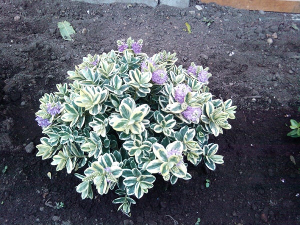 Shrub with variegated leaves and purple flowers in soil.