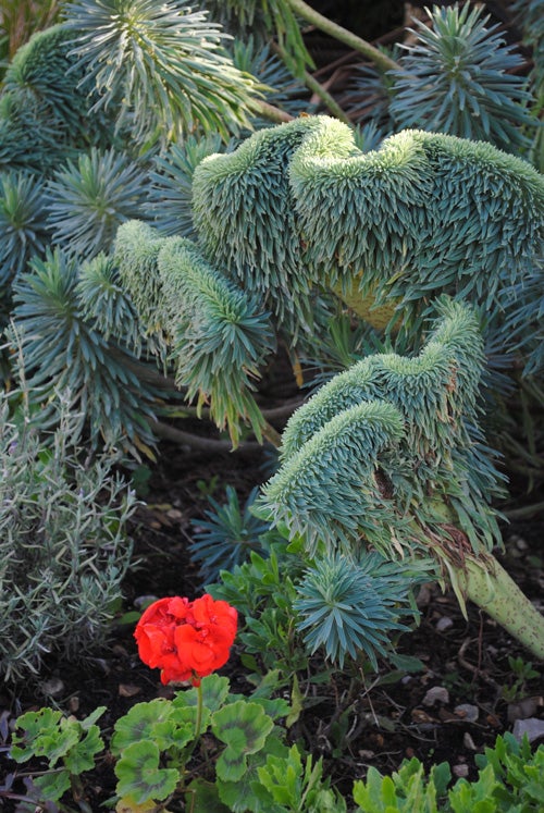 Vibrant red flower contrasting with green spiky foliage.