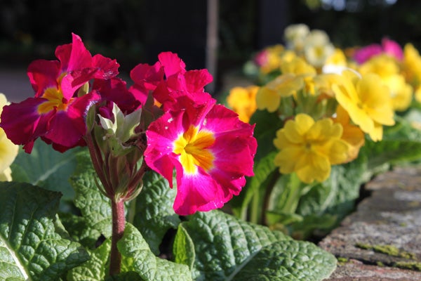 Vibrant pink and yellow primrose flowers captured with clarity