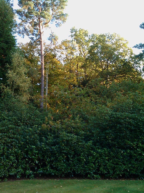 Photo of trees and bushes taken with HTC Tattoo.