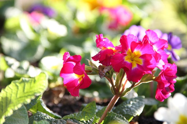 Vivid pink and yellow flowers captured with Canon EOS 7D.