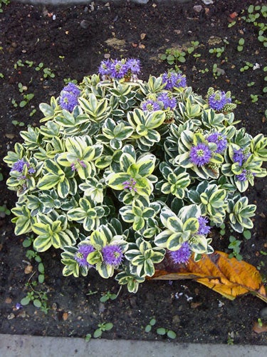 Variegated green and white plants with purple flowers.
