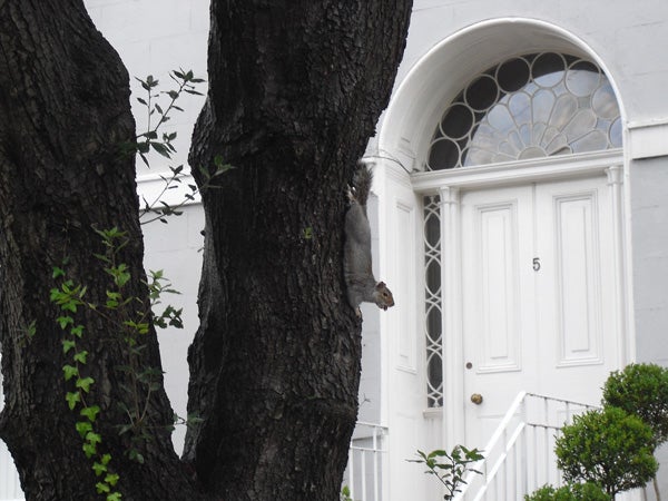 Squirrel on a tree trunk in front of a house door.