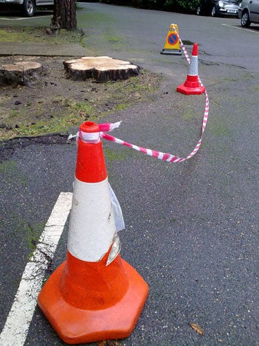 Traffic cones connected with warning tape next to a tree stump.