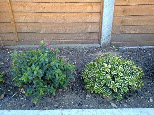 Two shrubs beside a wooden fence and concrete post.