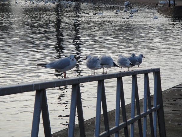Seagulls perched on railing by water, captured in dim light.
